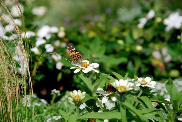 Papillon sur des fleurs de marguerite et fond vert — Photo