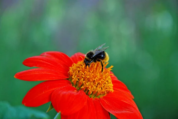 Bee on a red flower — Stock Photo, Image