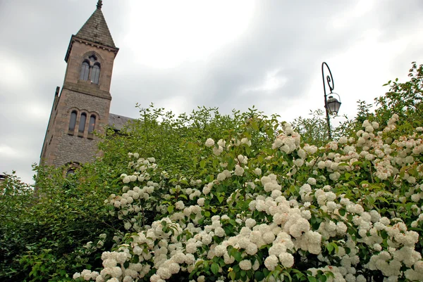 白い花の茂み — ストック写真