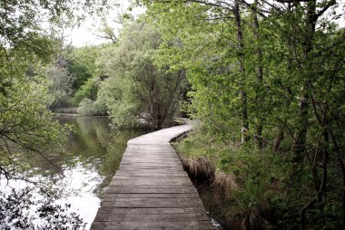 Su ve ağaçlar arasındaki yolu