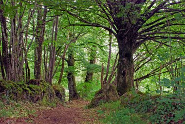 Yeşil orman manzarası