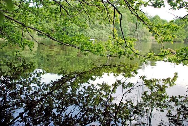 Lago e paisagem florestal — Fotografia de Stock