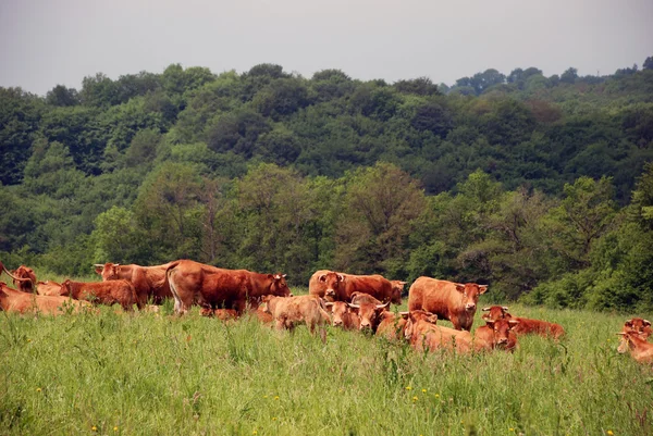 Cows in a field — Stock Photo, Image