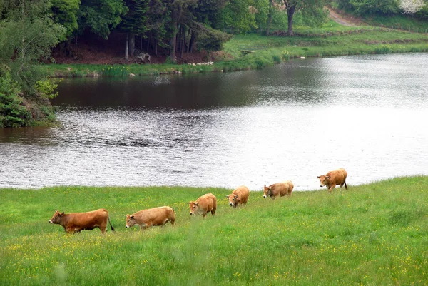 Cows in a field — Stock Photo, Image