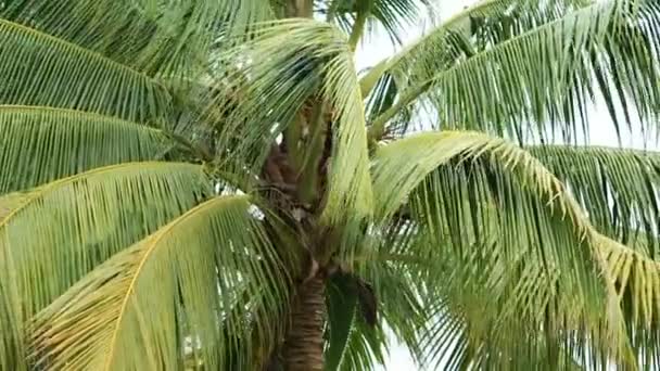 Usine de noix de coco Zoom arrière — Video