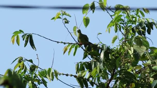 Roze groen Necked Pigeon vrouw — Stockvideo