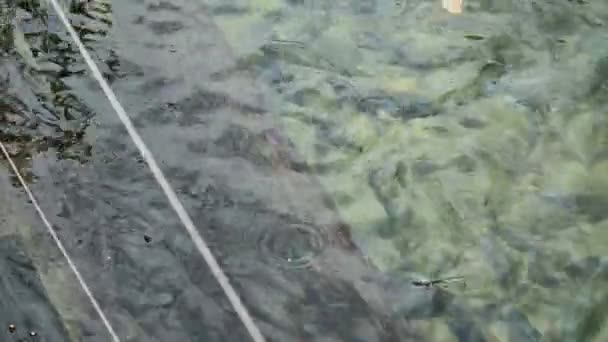 Poissons dans l'étang 08 