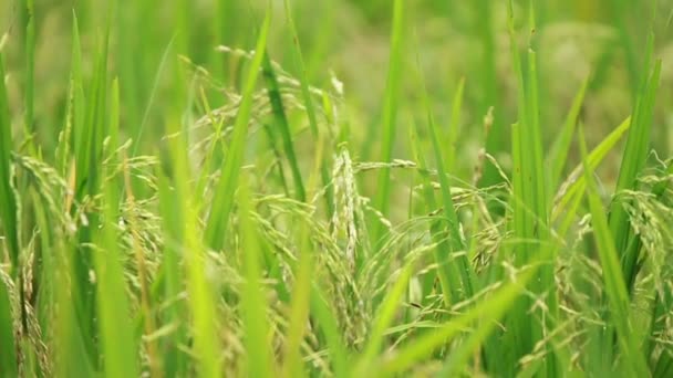 Widok pola ryżowego 06 — Wideo stockowe