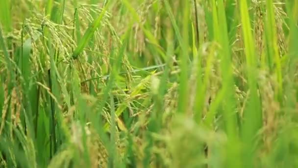 Widok pola ryżowego 04 — Wideo stockowe