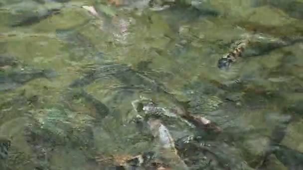 Fische im Teich 04 — Stockvideo