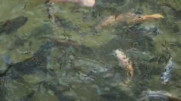 Poissons dans l'étang 05 