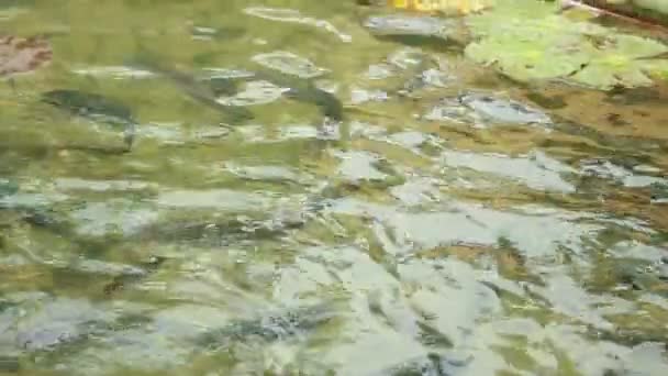 Fische im Teich 06 — Stockvideo