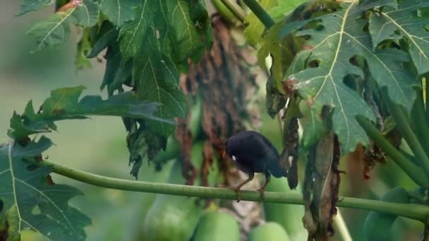 Myna på Papaya blad — Stockvideo