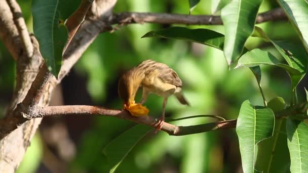 Petit déjeuner oiseau tisserand 3 — Video