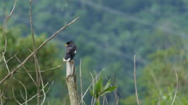 Kötülük myna kuş