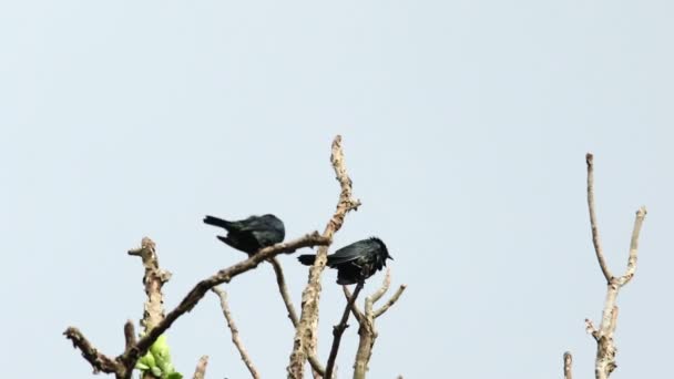 Ασιατικές γυαλιστερό Starling 02 — Αρχείο Βίντεο