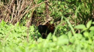 Büyük Coucal kuş 05
