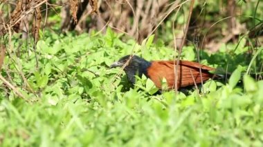 Büyük Coucal kuş 06