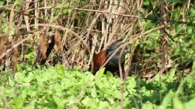 Büyük Coucal kuş 07