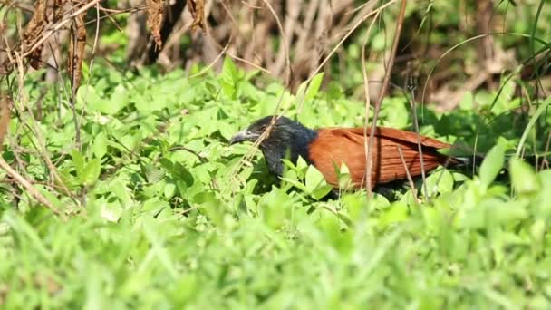 Větší Coucal pták 06 — Stock video