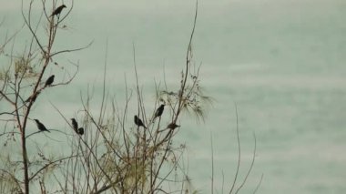 Deniz kenarında Preening kuşlar