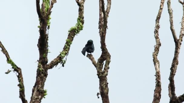 Asian Glossy Starling 01 — Stock Video