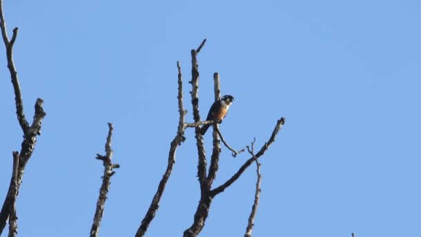 Coxa Negra Falconet 03 — Vídeo de Stock