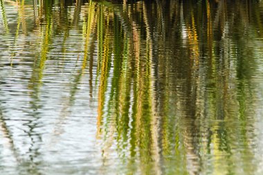 Soyut bitki örtüsü yansıma 01