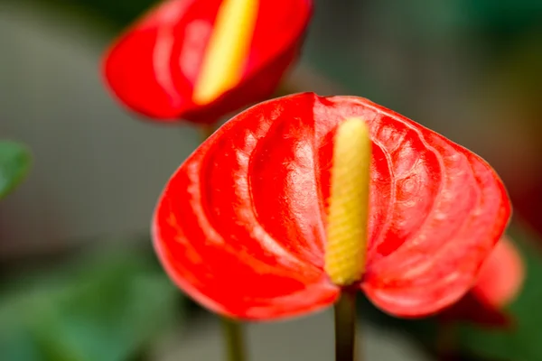 Flor de Caládio Vermelho 2 — Fotografia de Stock