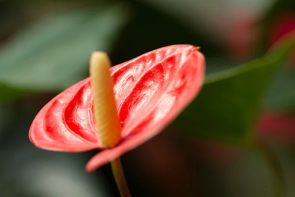 Καλάδιο κόκκινο λουλούδι — Φωτογραφία Αρχείου