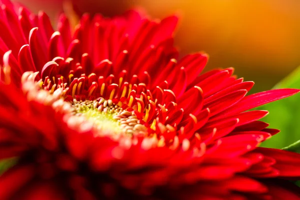 Red Daisy Close Up — Stock Photo, Image