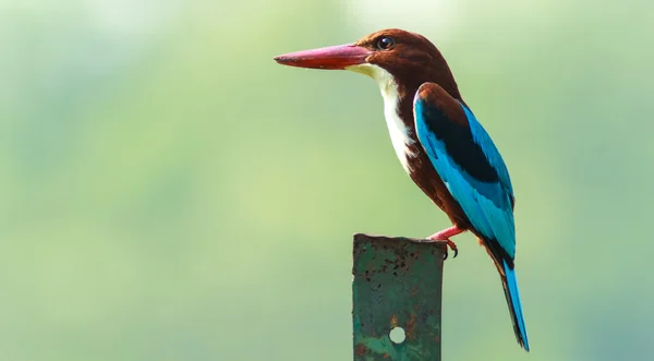 Weißkehl-Eisvogel — Stockfoto