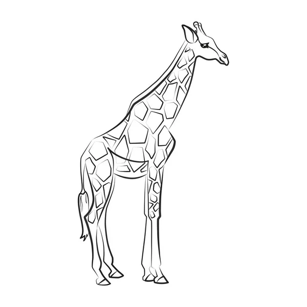 Een Giraffe Omlijnd Silhouet Van Een Staande Giraffe Geïsoleerd Een — Stockvector