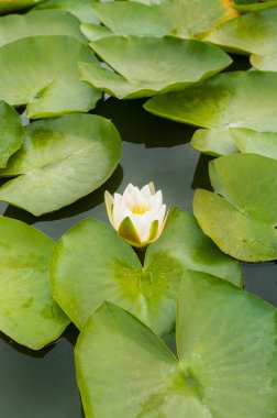 Nilüfer Nehri üzerinde