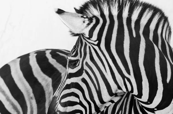Wildtier Zebrakopf schwarz-weiß Bild — Stockfoto