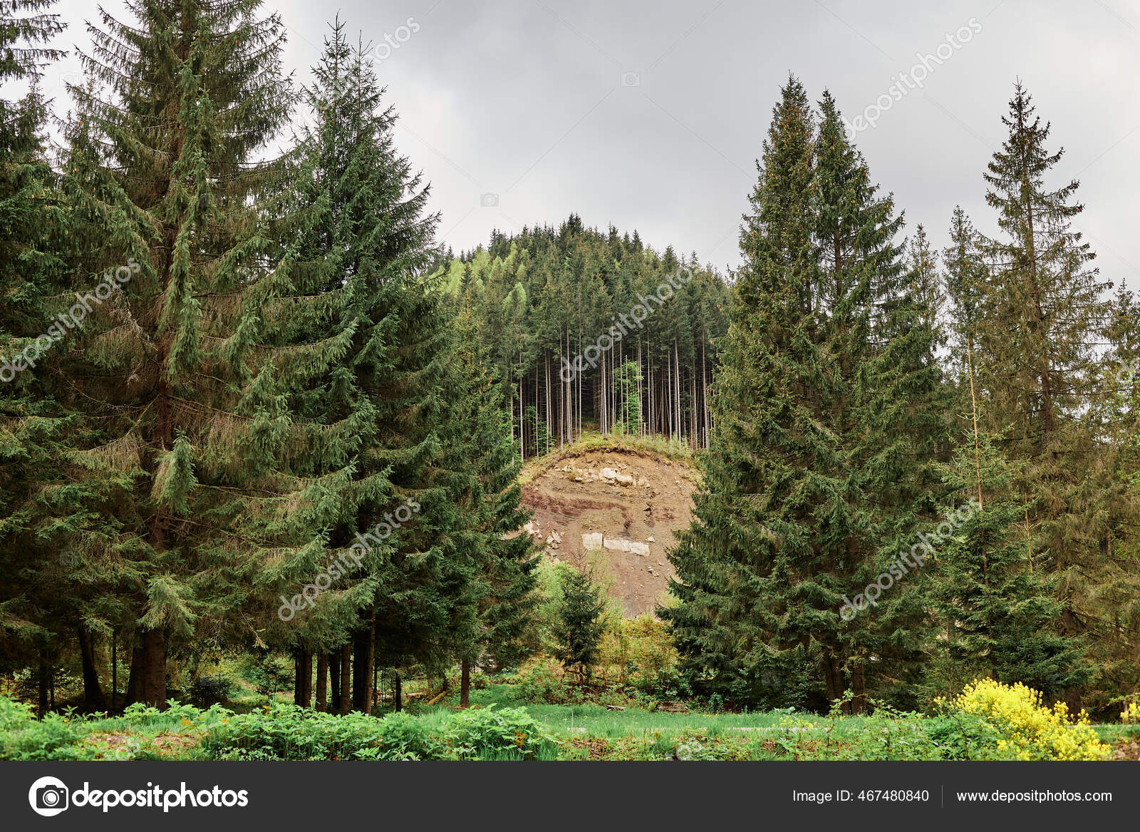 Green Forest Hill Landscape As a High Definition Panorama Stock Photo -  Image of nature, landscape: 199618368