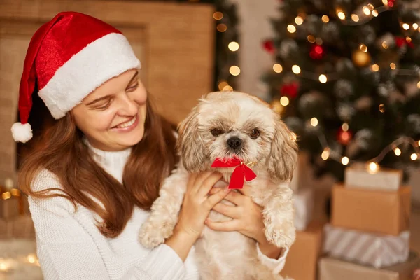 笑顔の屋内ショット満足した女性のポーズクリスマスツリーの近くに多くの現在のボックス 彼女のPekingese犬と遊んで 肯定的な感情を表現 白いセーターとサンタ帽子を身に着けています — ストック写真