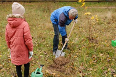 Genç bir kız, sonbahar yaprakları ve güneşli havayla dolu bir parkta hevesle izlerken bir adam ağaç dikmek için çukur kazıyor..
