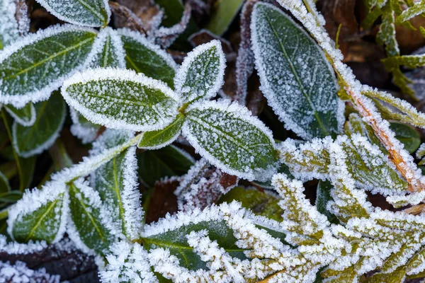 Gröna Blad Från Växter Täckta Med Frost — Stockfoto
