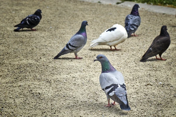 Flock of pigeons making quite a mess — Stock Photo, Image