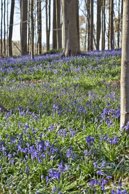 Sabah güneş ışığında orman Halle bluebell çiçekli