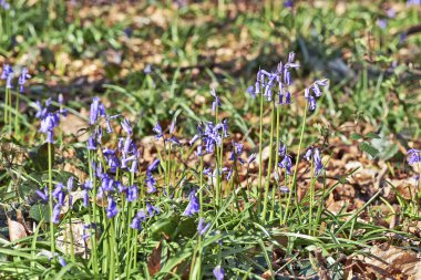 Sabah güneş ışığında orman Halle bluebell çiçekli