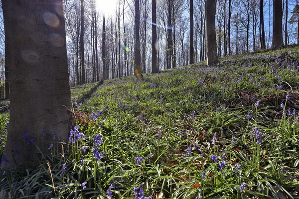 Morgen sollys i Halle skov med bluebell blomster - Stock-foto