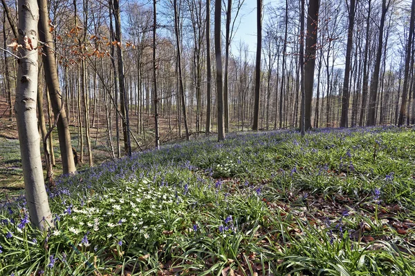 Mattina luce del sole nella foresta di Halle con fiori di BlueBell — Foto Stock