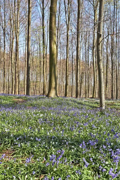 Manhã luz solar na floresta de Halle com flores bluebell — Fotografia de Stock