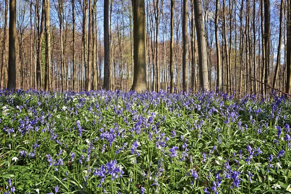Mattina luce del sole nella foresta di Halle con fiori di BlueBell — Foto Stock