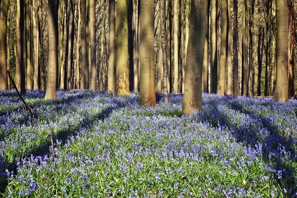 Manhã luz solar na floresta de Halle com flores bluebell — Fotografia de Stock