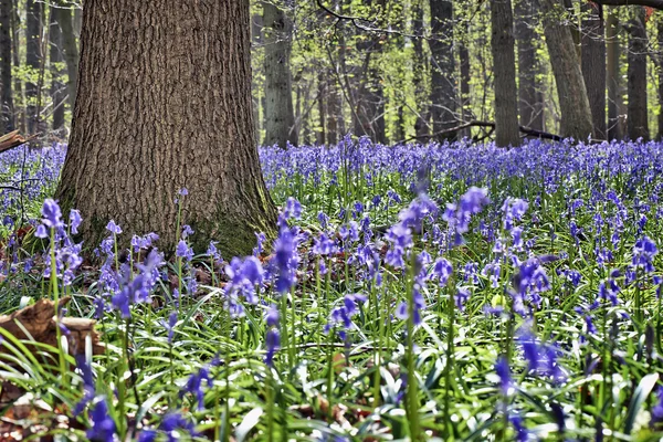 Reggel a napfény erdő Halle bluebell virágokkal — Stock Fotó