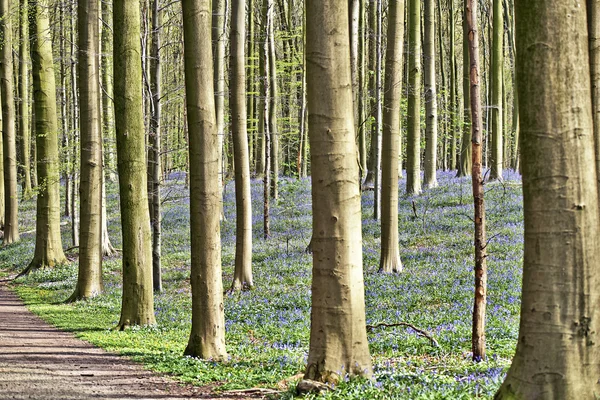 Mattina luce del sole nella foresta di Halle con fiori di BlueBell — Foto Stock