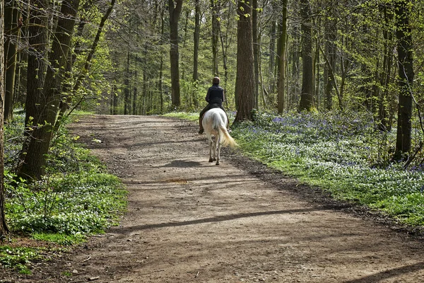 Le donne a cavallo nella foresta — Foto Stock